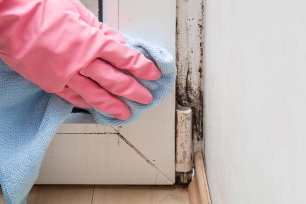 Best Certified Mold Removal  in Wickerham Manor Fisher, PA